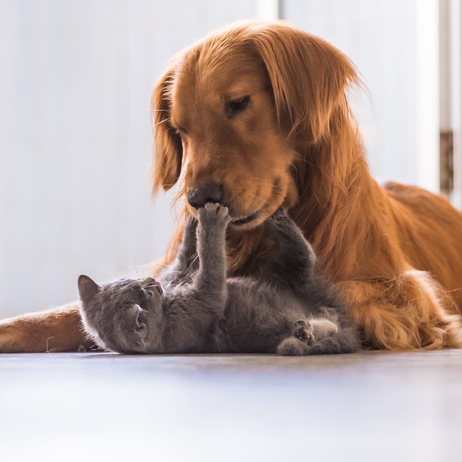 Produits-veterinaires-pharmacie-du-centre-le-pouliguen
